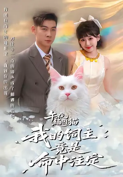 午夜缅因猫我的饲主竟是命中注定